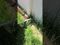 Weed Eater for the win in those tight corners
