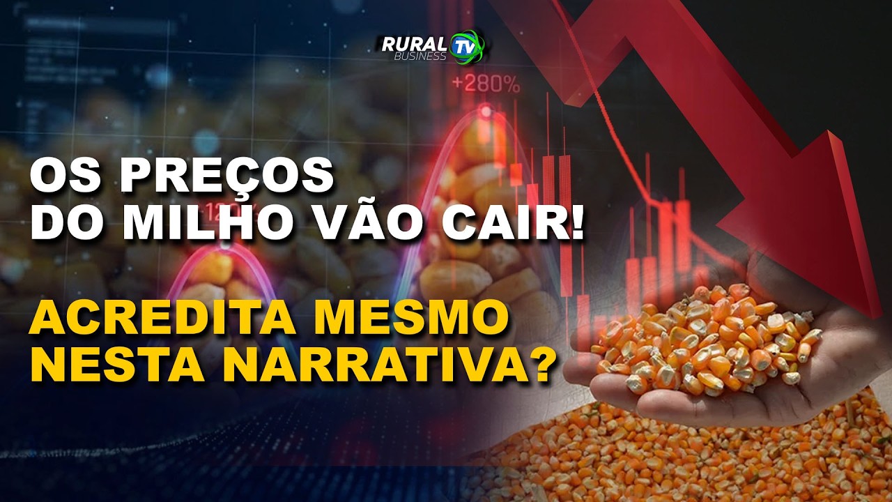 OS PREÇOS DO MILHO VÃO CAIR! ACREDITA MESMO NESTA NARRATIVA?
