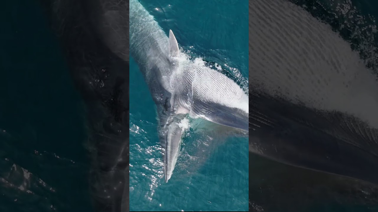 🐋 Atemberaubender Finnwal beim Lungenangriff | Gigant des Ozeans in 4K
