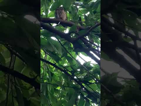 coruja repousa num quintal  #brasil #florestal #minasgerais #nature #birds
