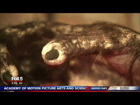 download lagu mp3 mp4 Blue Ridge Ga News, download lagu Blue Ridge Ga News gratis, unduh video klip Blue Ridge Ga News