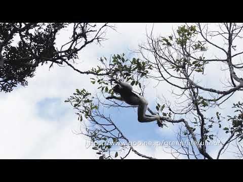 インドリのジャンプと鳴き声