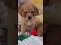Golden Retriever dogs for sale: Honey - Video 1