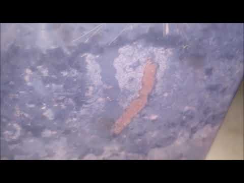 Sprinkhanen kweken, eitjes + stofkrekels