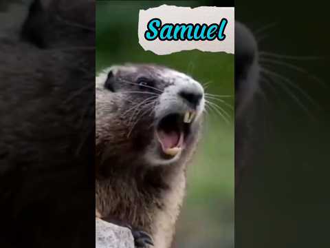 Samuel ô Samuel KD você? #shorts #nomes #memes #shortshumor #entreterimento #samuel #humor