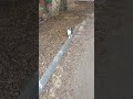 Nice Grey Cat Tuxedo Cat