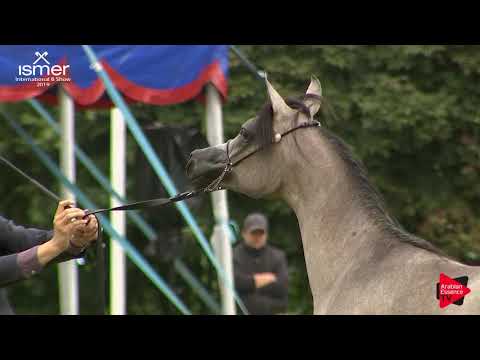 N.7 MONTANA J - Strohen 2019 B Int - Yearling Fillies (Class C)