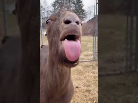 , title : 'American Lamancha (breed kіz) #funny #cute #breed #viral #relaxing #funnyvideo #funnyshorts'