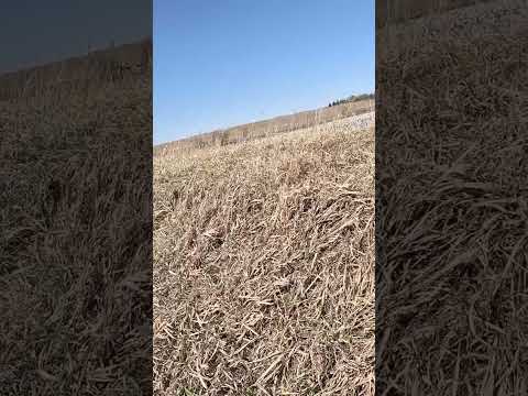 10k Bird Roost Pond Snow goose Jump!! #hunting #gun #hunter #hunt #outdoors #duck