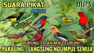 Download lagu SUARA PIKAT BURUNG KECILNYA PAKAI INI LANGSUNG NGUMPUL SEMUA mp3 Download lagu SUARA PIKAT BURUNG KECILNYA PAKAI INI LANGSUNG NGUMPUL SEMUA mp3