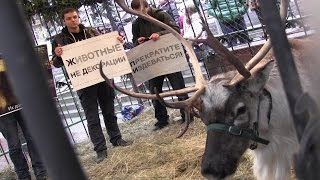 Протест в клетке с оленем - 21.12.2014