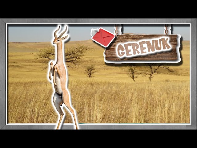 Video Pronunciation of gerenuk in English