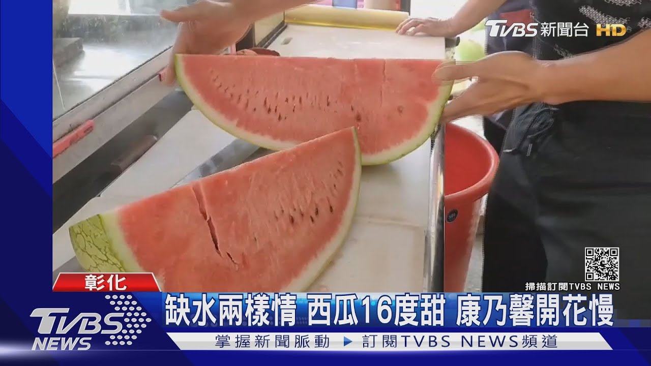 缺水兩樣情 西瓜16度甜 康乃馨開花慢