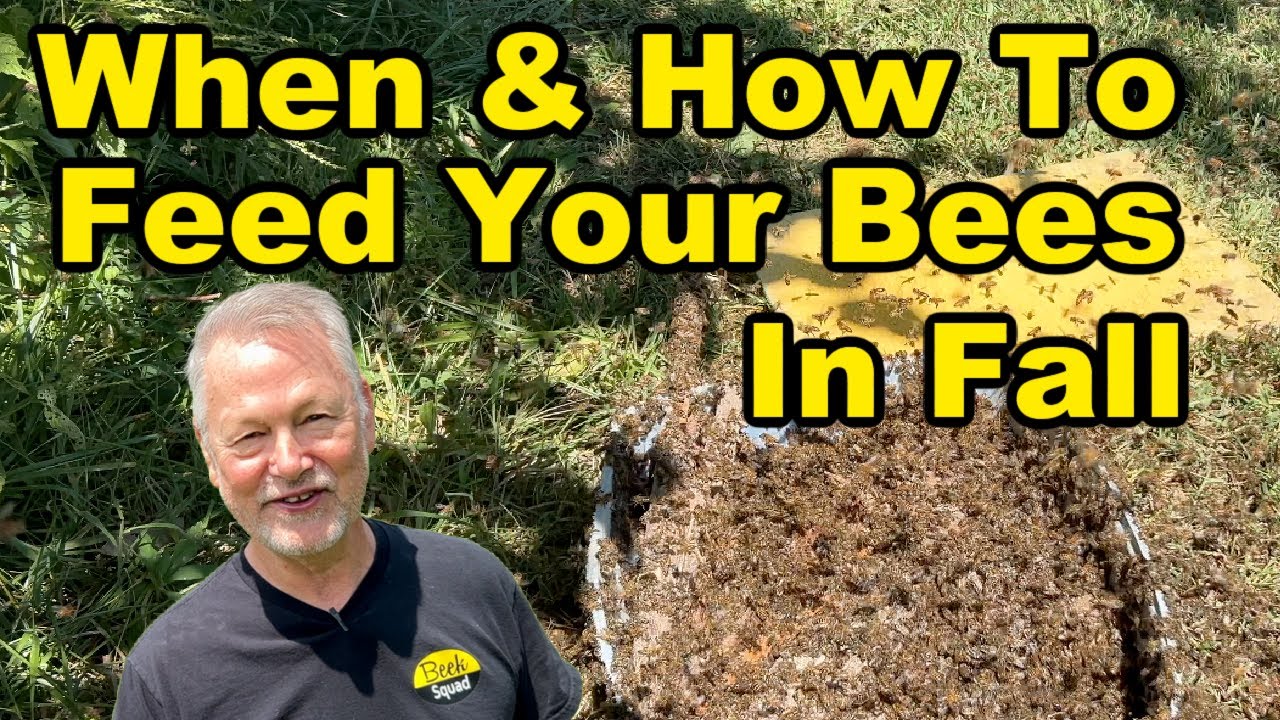 Beekeeping | What, When & How To Feed Your Bees. Don't Do It The Wrong Way!