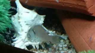 preview picture of video 'Fry Fish: Three Generations of Fry! Neolamprologus brichardi (Fairy Cichlids)'