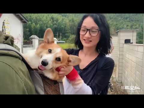 [Vietsub] Châu Tấn e chú chó Pipi | Mostrar