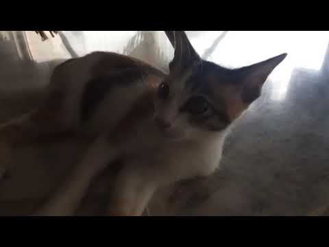 The hyperhead cat 'KAK CIK'