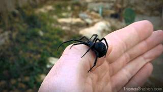 Handling a Female Black Widow Spider (Latrodectus mactans)