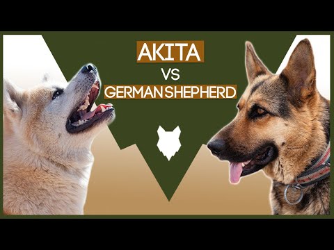アキタ VS ジャーマン・シェパード