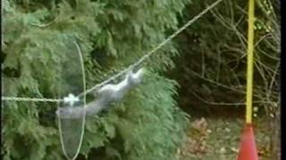 Mission Impossible Squirrel Video