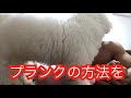 結果の出やすいプランクとは!【筋トレ】