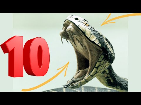 Najbardziej jadowite węże - TOP 10 najgroźniejszych węży świata