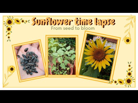 Sunflower time lapse | Growing sunflowers from Seeds in a Pot | 81 days Update | Surajmukhi Garden