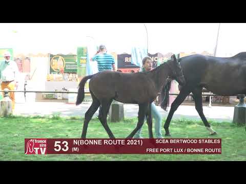 Sprinter Sacré Show 2021 : Lot 53 - N.21 Bonne Route