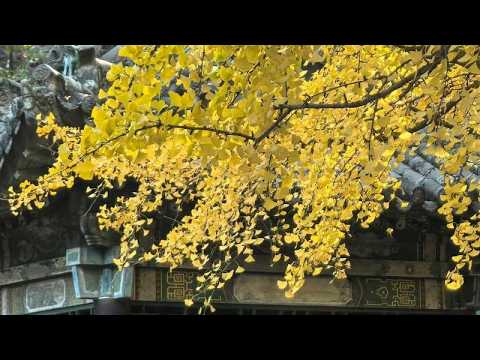 Live: Golden ginkgo trees meet ancient architecture at Jinci Temple, Shanxi Province
