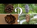 View 9 Types Of Fir Trees In Canada