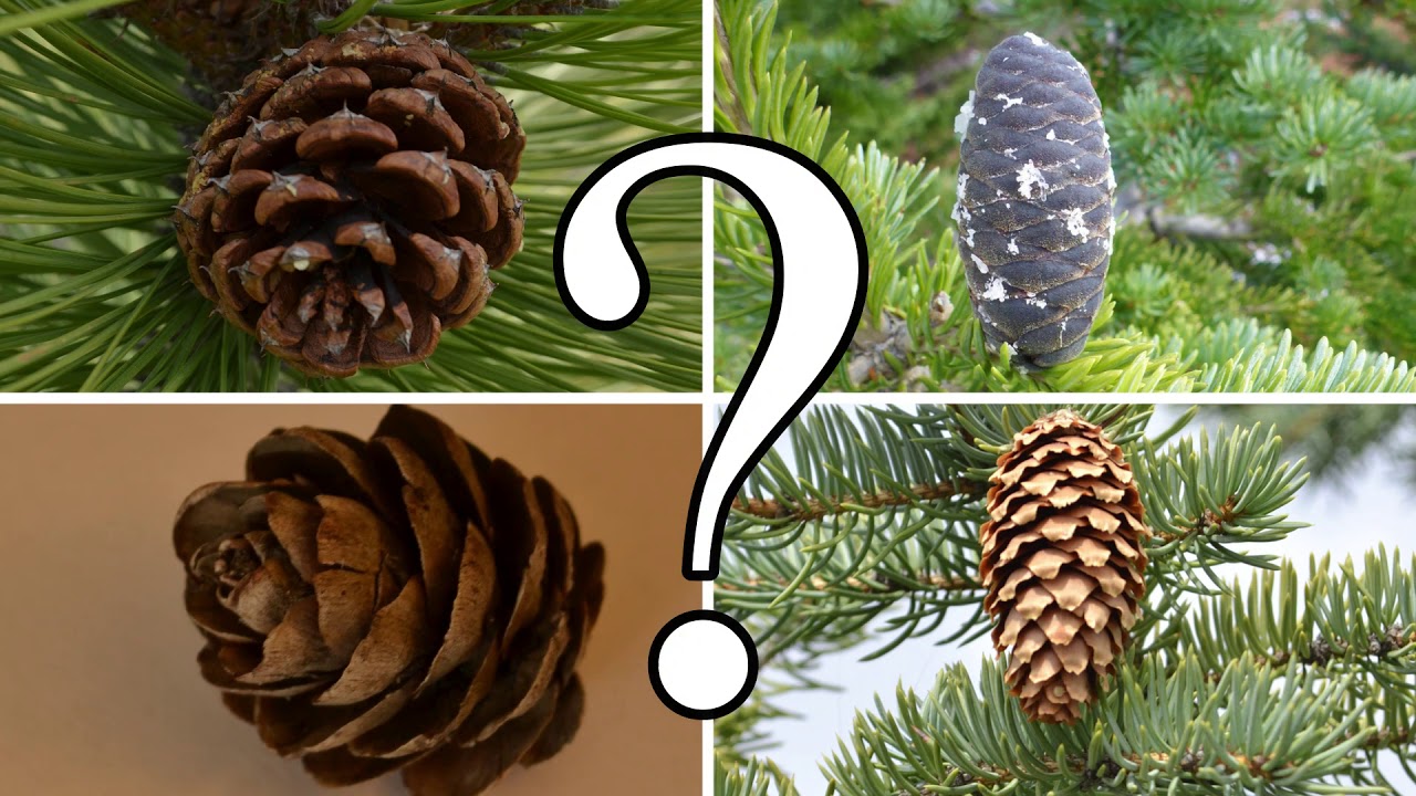 HOW TO DISTINGUISH BETWEEN PINE, SPRUCE, FIR, and LARCH | CONIFER ID