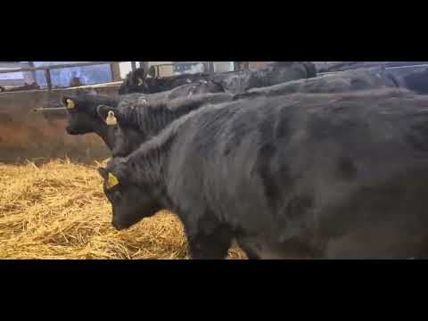 12 Quality Aberdeen Angus Heifers Weanlings - Image 2