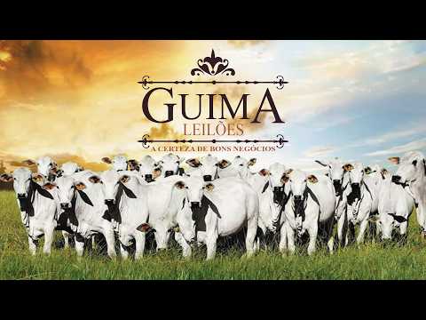 LEILÃO GUIMA LEILOES (04/09/2026 ) Leilão Sexta-feira em Guimarânia MG