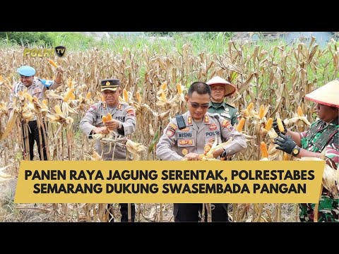 PANEN RAYA JAGUNG SERENTAK, POLRESTABES SEMARANG DUKUNG SWASEMBADA PANGAN