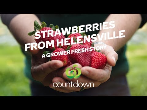 download lagu mp3 mp4 Juicy Nz Strawberries, download lagu Juicy Nz Strawberries gratis, unduh video klip Juicy Nz Strawberries