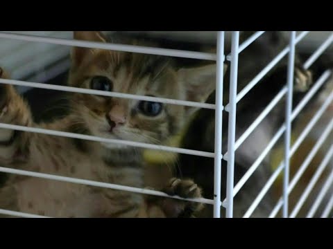 Volunteers risk their lives to rescue animals in Beirut amid strikes | AFP