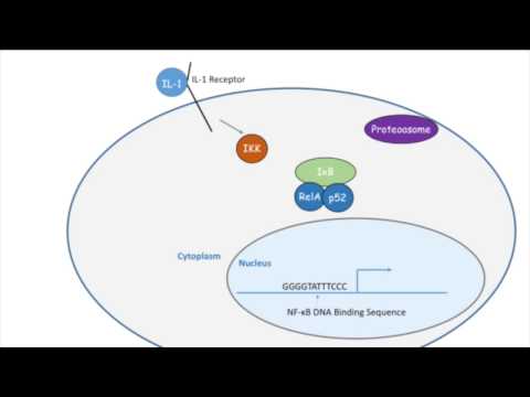 Nuclear factor-kappa B (Nf-kb) in 15 Seconds