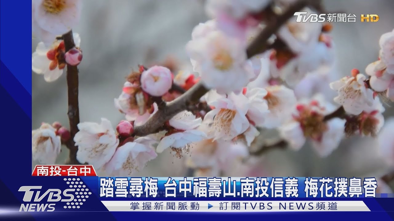 踏雪尋梅　台中福壽山、南投信義　梅花撲鼻香