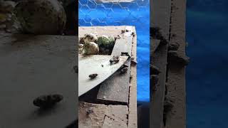 tem algum bixo comendo os ovos no criatório #shorts