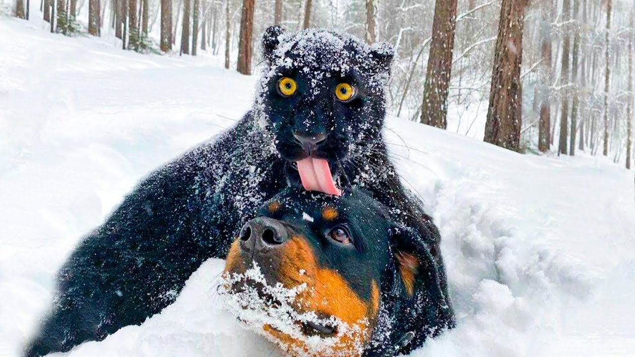 Se Não Fosse Filmado, Ninguém Acreditaria