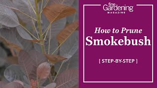 How to Prune Smokebush