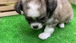 ハーフ犬の動画01