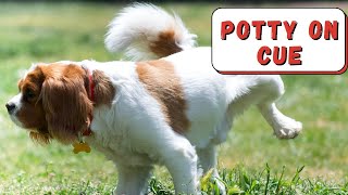 How to Train Dog or Puppy To Potty on Command