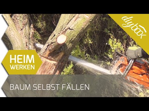 Baum fällen - Das Fällen einer Weide