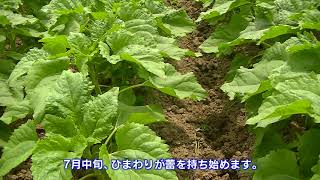 200-dən çox insan günəbaxan yağı haqqında məlumat almaq üçün seminarda və günəbaxan yağının dadına baxmaq üçün dadlı naharda (Sapporo şəhəri) iştirak etdi - Hokuryu Town Portal (Hokkaydo) - Yaponiyanın 1 saylı günəbaxan kəndi