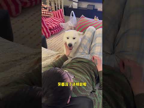 呲牙是呲牙 摸是摸這是倆個事 #pets #husky #哈士奇 #萌宠