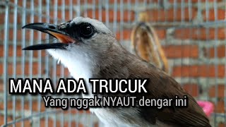 Download lagu SUARA PALING DICARI ❗ trucukan gacor SUARA TARUNG INI menjadikan burung trucuk gacor NYAUT SEKETIKA mp3 Download lagu SUARA PALING DICARI ❗ trucukan gacor SUARA TARUNG INI menjadikan burung trucuk gacor NYAUT SEKETIKA mp3
