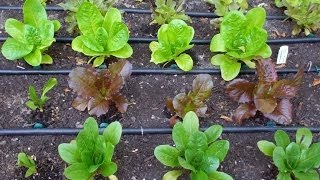 What plants are growing in our garden? May 2014