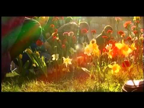 Alyosha flowers