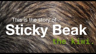 The story of Sticky Beak the Kiwi